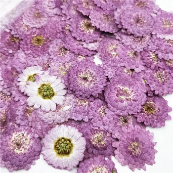 100шт, оптовая продажа, прессованный цветок фиолетовой маргаритки, подарочная карта-закладка для свадебного приглашения 